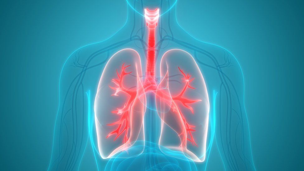 Lungs